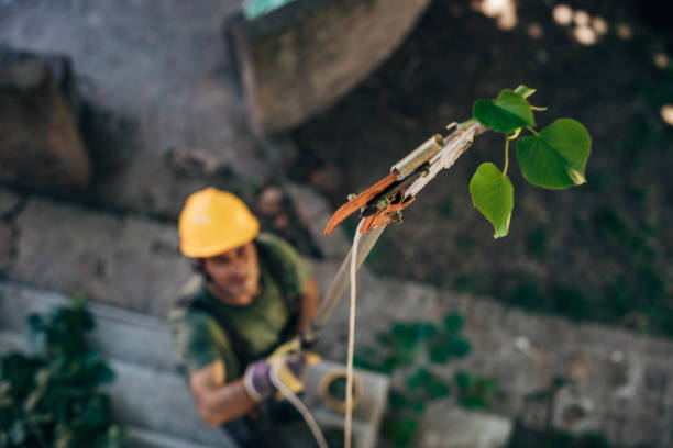 Best Tree Trimming and Pruning  in Clifton, NJ